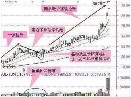 芝麻最新行情分析