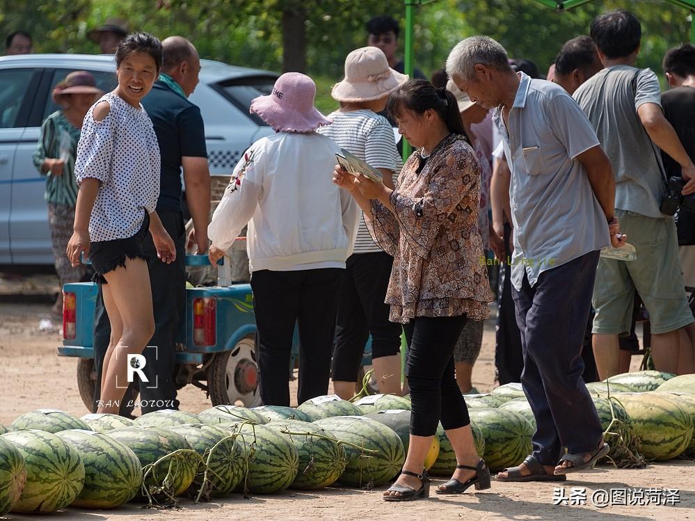 西瓜最新报价及市场动态分析