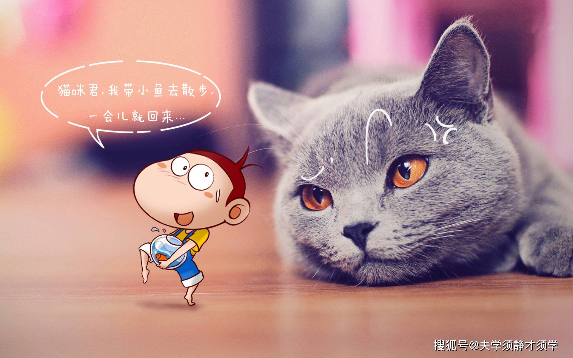 猫咪最新官网，探索猫的世界，一站式服务体验